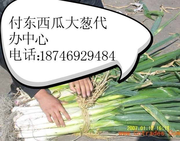 黑龙江大葱付东大葱专业代办东北大葱批发黑龙江大葱行情